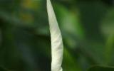 热带花卉图片