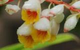 多年生草本良姜图片
