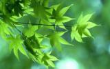 绿色的植物叶子图片