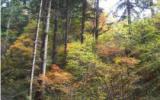琴韵兴隆山美景图片