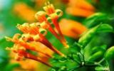 炮仗花图片