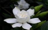 淡雅的栀子花图片