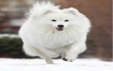 银狐犬狐狸狗图片