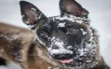 比利时牧羊犬图片