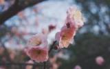 梅花图片