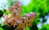 丁香花图片