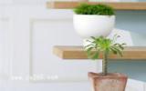 室内花卉图片