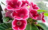 灿烂盛开的芙蓉花图片