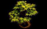 植物盆景艺术图片