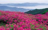杜鹃花的图片