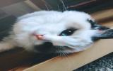 猫咪可爱的图片
