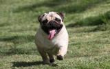 八哥犬图片
