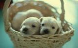 三个月金毛犬图片