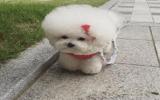 棉花糖般的比熊犬图片