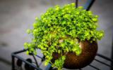 室内清新植物盆栽