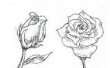 简单易学的玫瑰花简笔画