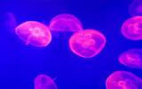 水生生物水母图片