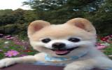 俊介图片