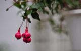 红色吊钟花图片