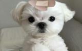 玛尔济斯犬图片