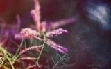 熟悉的植物图片