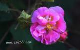 深秋的木芙蓉