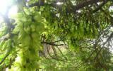 “天然翡翠鸟”之称的禾雀花图片