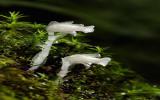 水晶兰图片