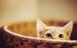 萌猫电脑壁纸图片