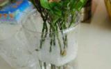 米兰花水培图片