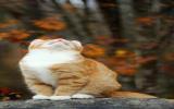 猫咪控图片