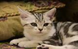 可爱小猫咪图片
