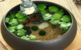 盆栽水生植物图片