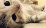 搞笑萌猫咪图片
