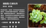 多肉植物图谱图片