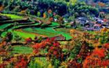 黟县塔川村秋天图片