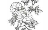 牡丹花的简笔画
