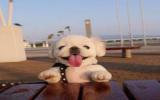 北京犬图片