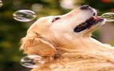 金毛犬图片