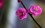 梅花,腊梅花图片