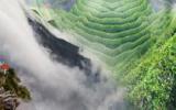 庐山云雾茶茶树图片
