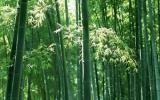 一片竹林图片