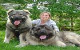 最大犬之一高加索犬图片