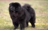 黑松狮犬图片