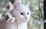 白色猫咪图片