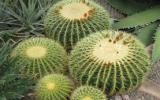 植物仙人球图片
