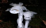 幽灵之花——水晶兰图片