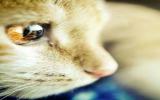 猫咪的眼眸图片