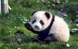 熊猫宝宝图片