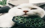 懒猫图片
